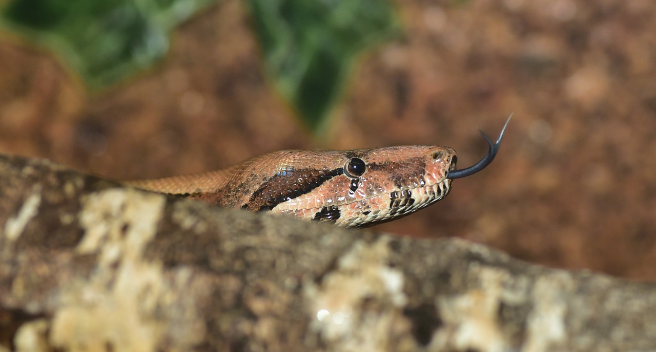 Imperatoriaus Gyvatė, Boa, Gyvatė, Boo Imperatorius, Pasislėpęs, Uždaryti, Galva, Pele Medžiotojas, Gyvūnas, Ropliai