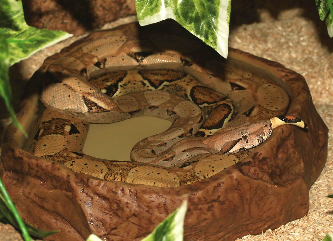 Imperatoriaus Gyvatė, Boa, Raudonasis Šonkaulis, Gyvatė, Boa Constrictor Imperatorius, Pasislėpęs, Uždaryti, Galva, Pele Medžiotojas, Gyvūnas