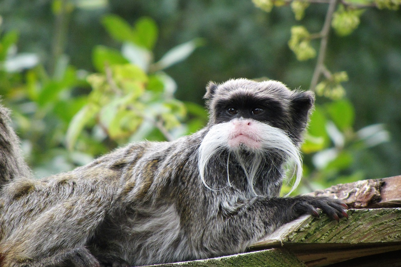 Imperatorius Tamarinas, Beždžionė, Maža Bezdžionė, Ūsai, Didieji Ūsai, Nemokamos Nuotraukos,  Nemokama Licenzija