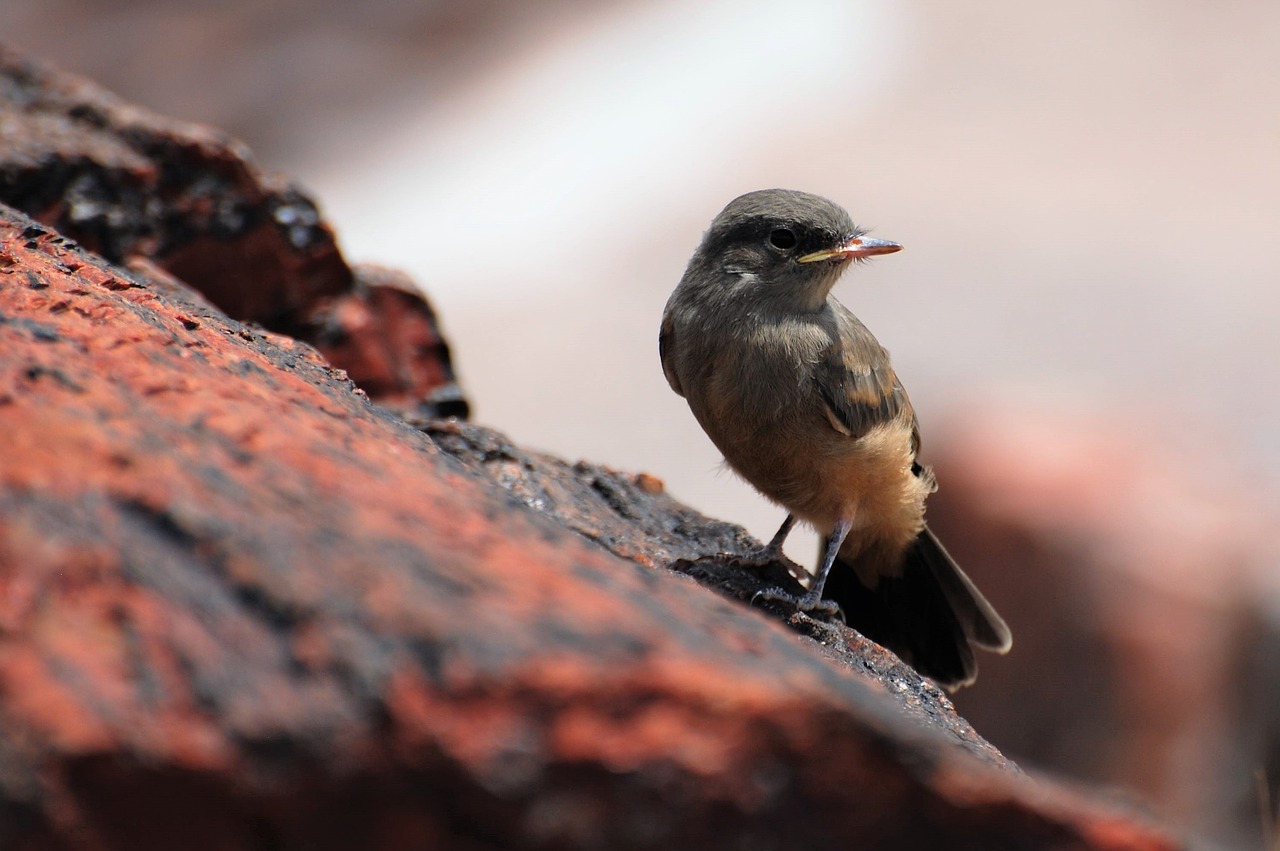 Empidonax,  Musinukiniai,  Paukštis,  Arizona,  Nacionalinis Parkas,  Suakmenėjęs Medis,  Suakmenėjęs Miškas,  Pobūdį,  Fosilijos,  Desert Kraštovaizdis