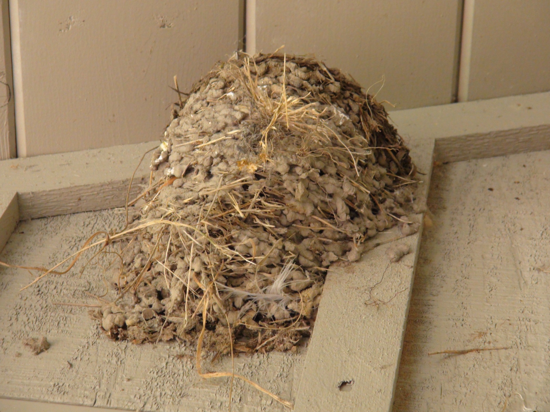 Гнездо рядом с домом. Гнездо деревенской ласточки. Гнездо ласточки. Гнездо под крышей. Пустое гнездо.