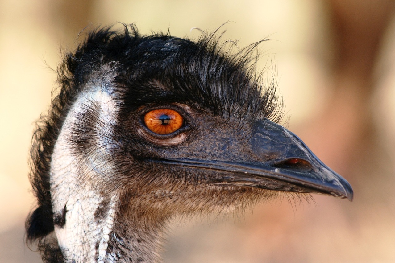 Emu, Galva, Snapas, Paukštis, Australia, Veidas, Smalsumas, Juokinga, Paukštis, Plunksna