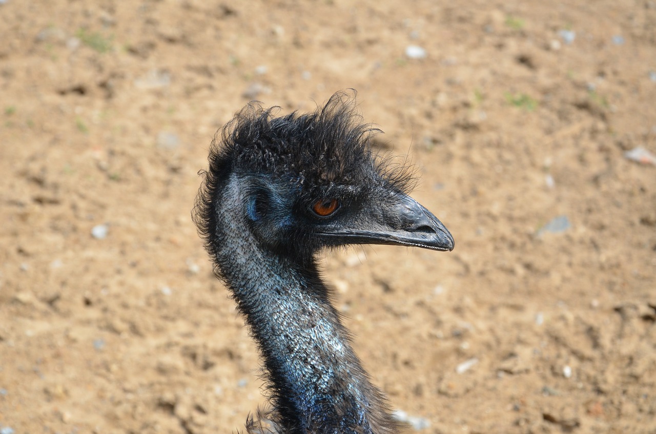 Emu, Mėlynas, Okeaninis Parkas, Nemokamos Nuotraukos,  Nemokama Licenzija