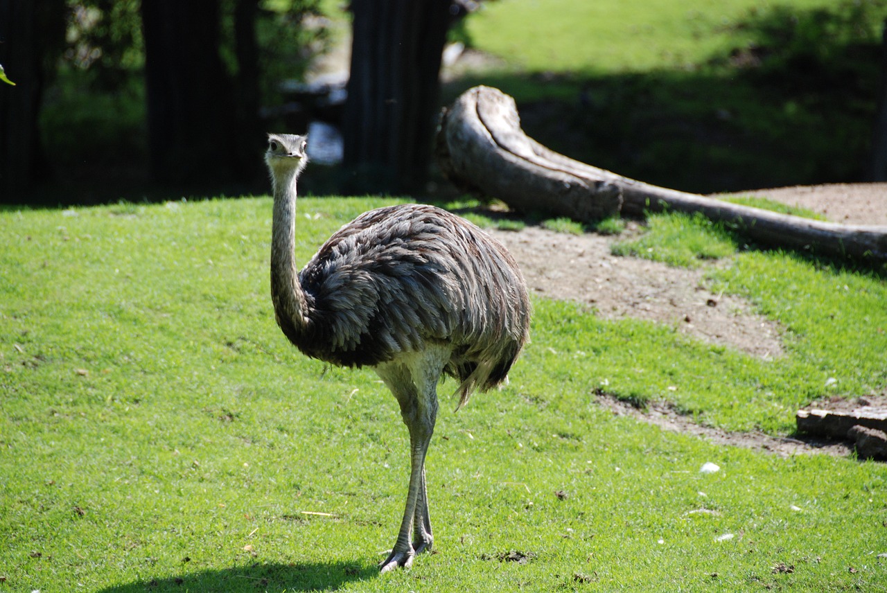 Emu, Zoologijos Sodas, Neskraidantis Paukštis, Nemokamos Nuotraukos,  Nemokama Licenzija