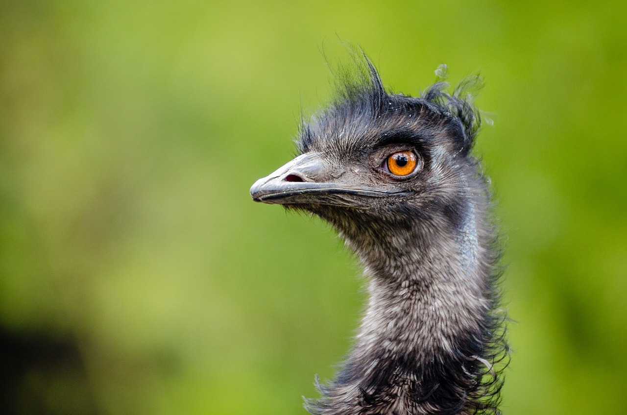 Emu, Paukštis, Emu Australia, Dromaiidae, Didelis Dydis, Plunksnos, Juokinga, Gamta, Ornitologija, Plumėjimas