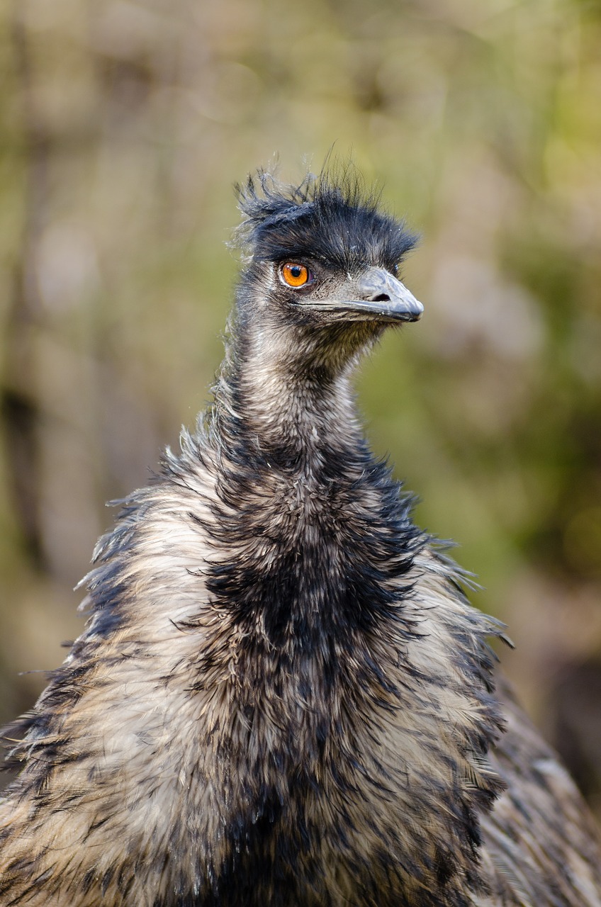 Emu, Paukštis, Emu Australia, Dromaiidae, Didelis Dydis, Juokinga, Paukščiai, Plunksnos, Gamta, Ornitologija
