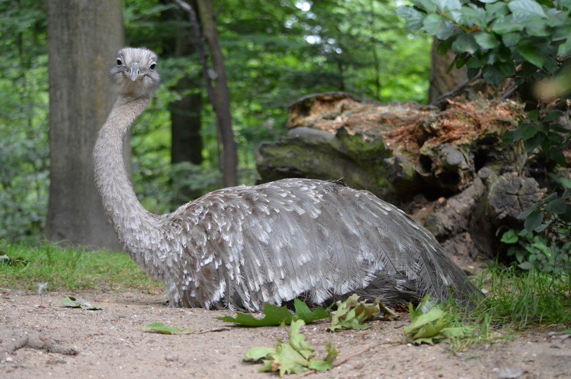 Emu,  Strutis,  Paukštis,  Bausmė,  Emu, Nemokamos Nuotraukos,  Nemokama Licenzija