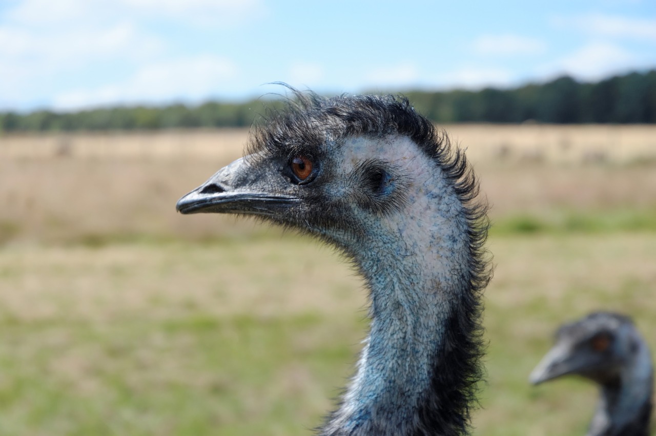 Emu, Zoologijos Sodas, Gyvūnai, Galva, Gyvūnas, Nemokamos Nuotraukos,  Nemokama Licenzija