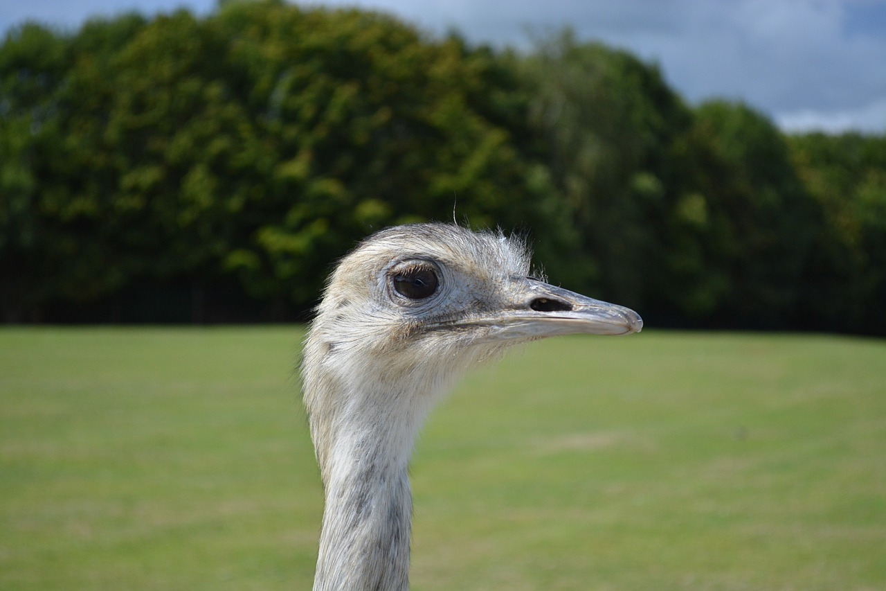 Emu, Gyvūnas, Gamta, Paukštis, Ekrano Apačia, Emu Australia, Zoologijos Sodas, Nemokamos Nuotraukos,  Nemokama Licenzija