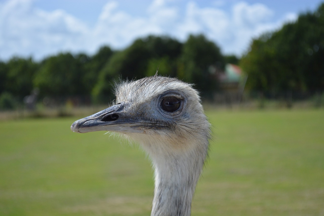 Emu, Zoologijos Sodas, Galva, Gyvūnas, Gyvūnai, Gamta, Laukiniai, Paukščiai, Nemokamos Nuotraukos,  Nemokama Licenzija