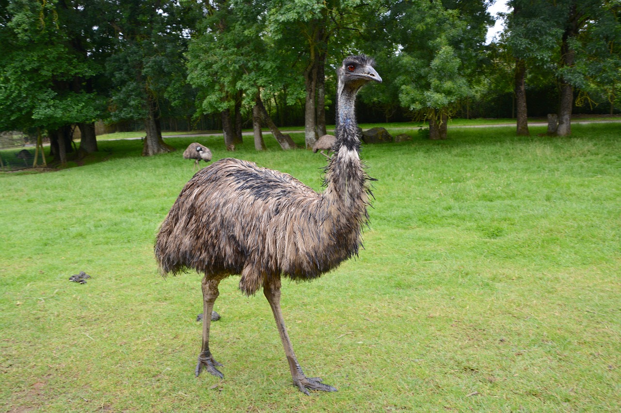 Emu, Didelis Paukštis, Plunksnos, Gamta, Plumėjimas, Emu Australia, Nemokamos Nuotraukos,  Nemokama Licenzija