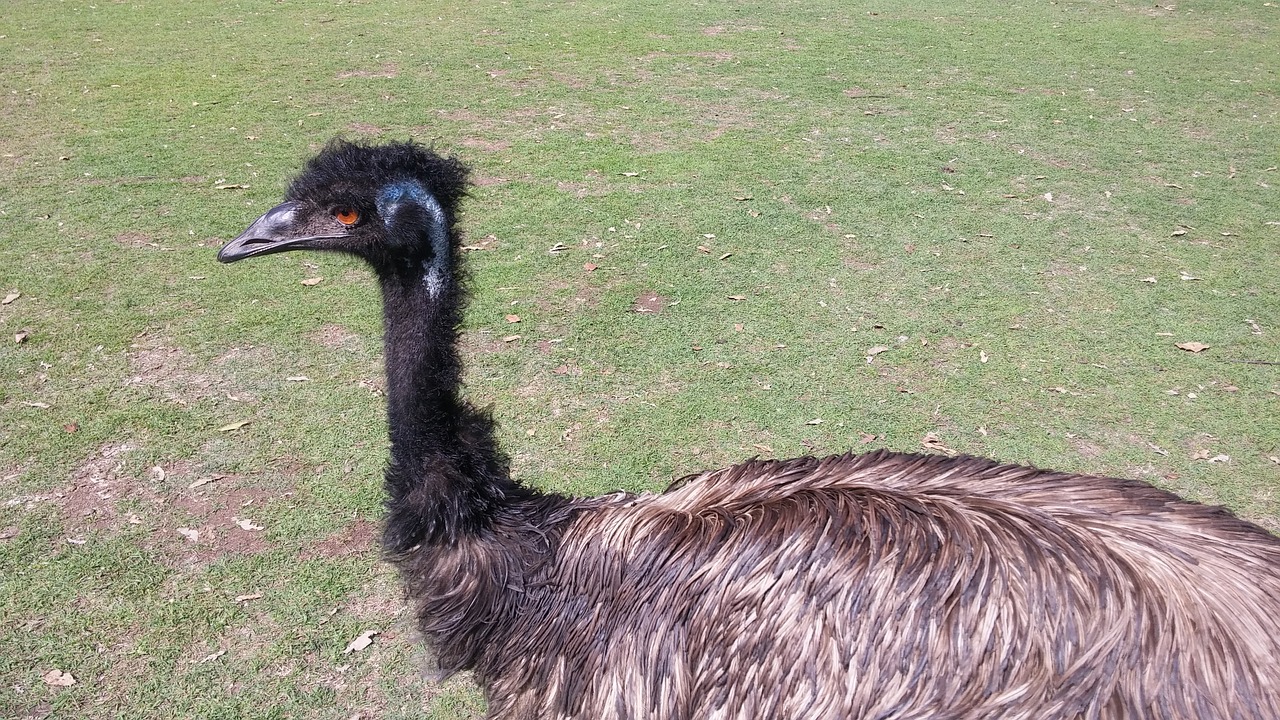 Emu, Zoologijos Sodas, Pm, Lauke, Gyvūnas, Naujas Miestas, Paukščiai, Australia, Gamta, Nemokamos Nuotraukos