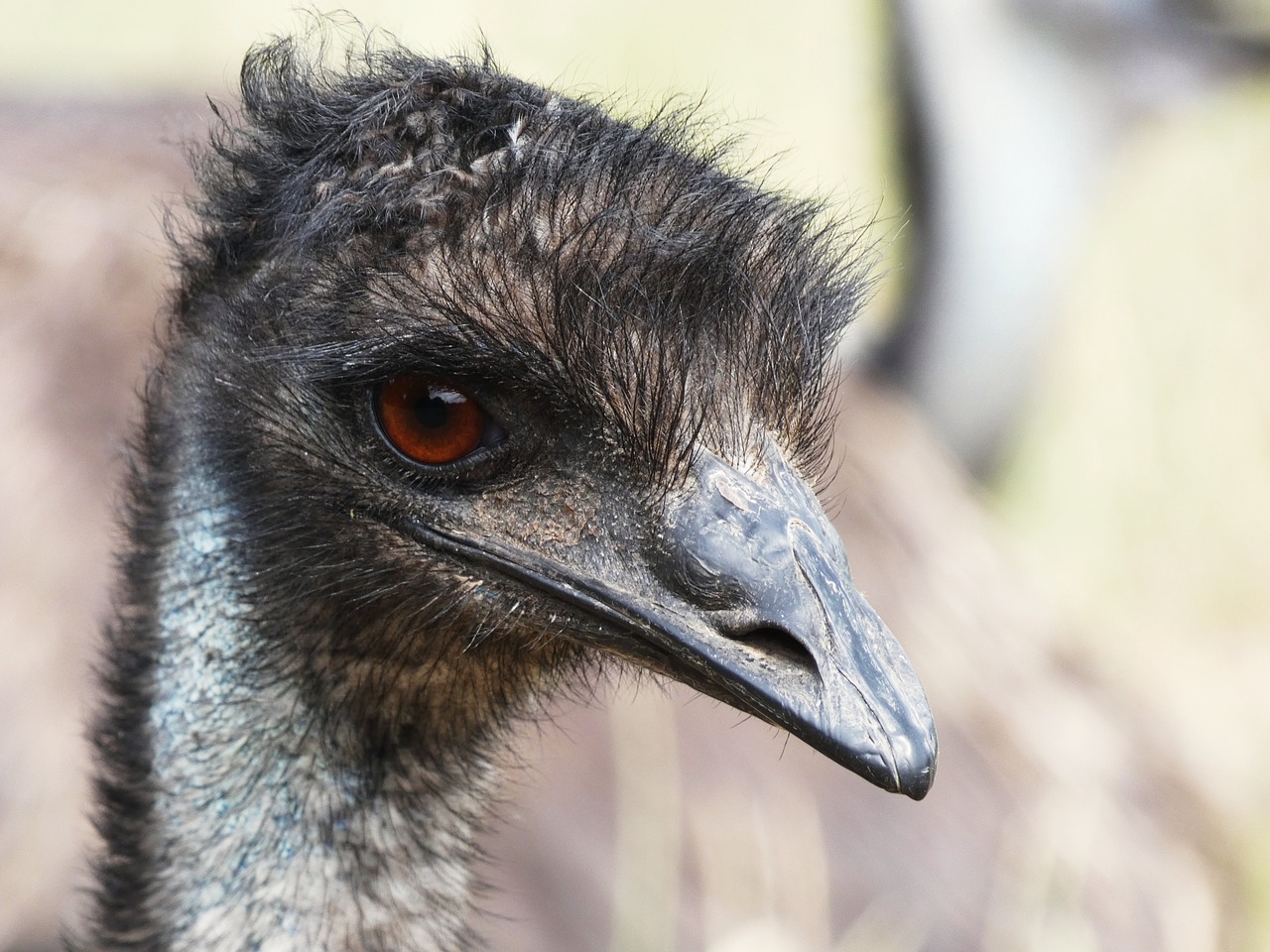 Emu, Emu Galva, Akis, Veidas, Sąskaitą, Kailis, Uždaryti, Galva, Skrydis Be Lėktuvo Laufvogel, Portretas