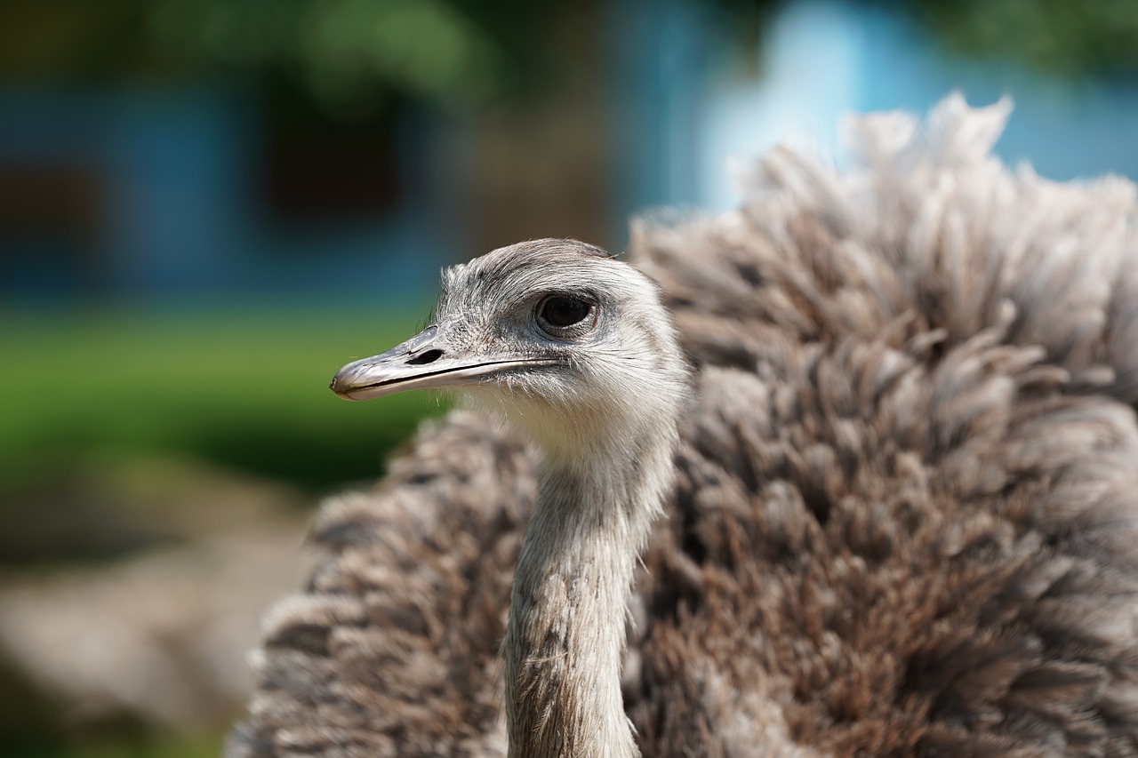 Emu, Strausas, Afrika, Safari, Nacionalinis Parkas, Laukinis Gyvūnas, Juostelės, Gyvūnas, Juoda Ir Balta, Zebra Juostelės