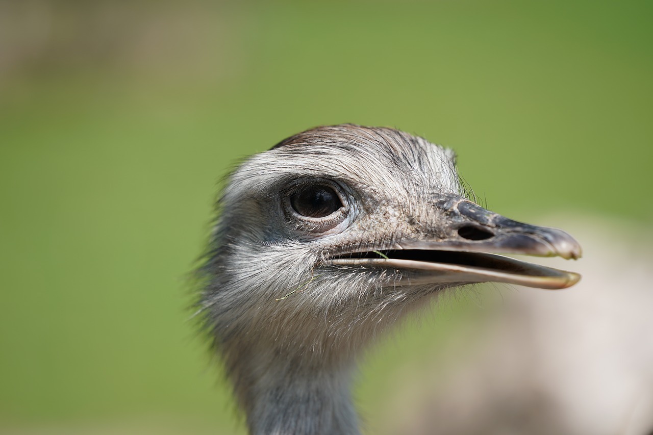 Emu, Strausas, Afrika, Safari, Nacionalinis Parkas, Laukinis Gyvūnas, Juostelės, Gyvūnas, Juoda Ir Balta, Zebra Juostelės