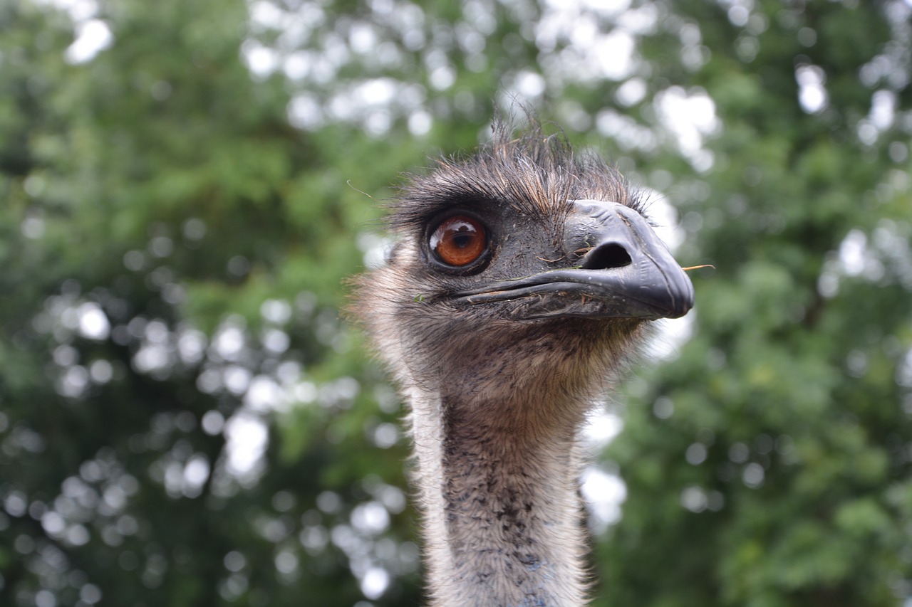 Emu, Galva, Gyvūnas, Zoologijos Sodas, Laukiniai, Emu Zoo, Gamta, Paukščiai, Nemokamos Nuotraukos,  Nemokama Licenzija
