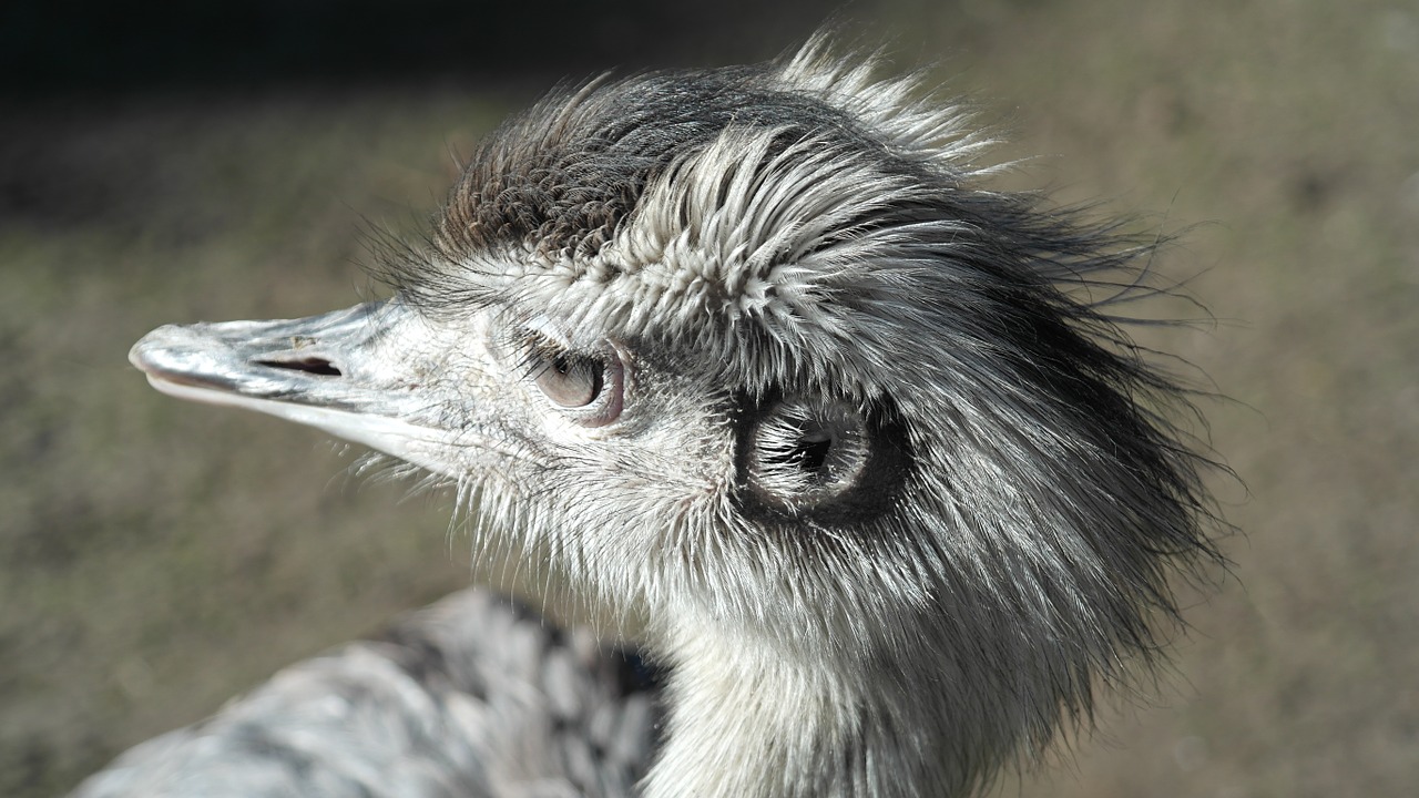 Emu, Galva, Paukštis, Gyvūnas, Gamta, Sąskaitą, Portretas, Plumėjimas, Akis, Kaklas