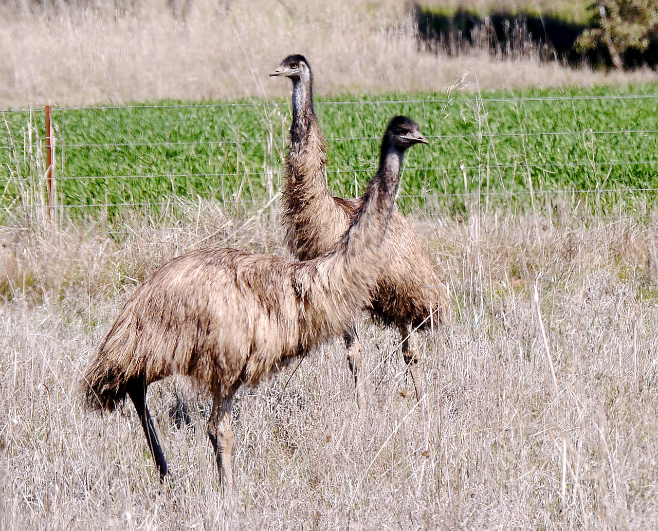 Emu, Nsw, Australia, Nemokamos Nuotraukos,  Nemokama Licenzija