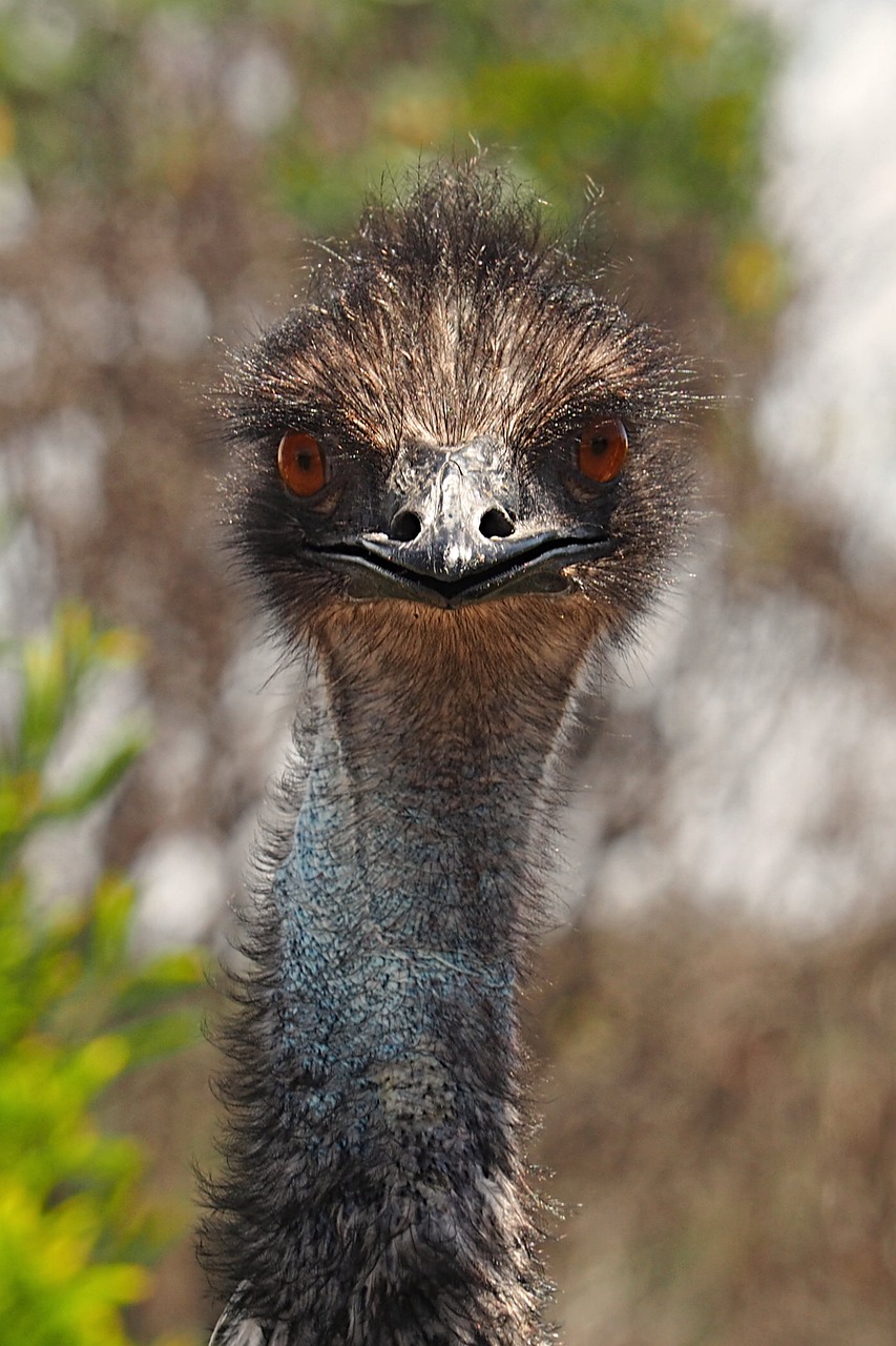 Emu, Smalsus, Paukštis, Ilgai, Kaklas, Laukiniai, Didelis, Akys, Įdomu, Ruda