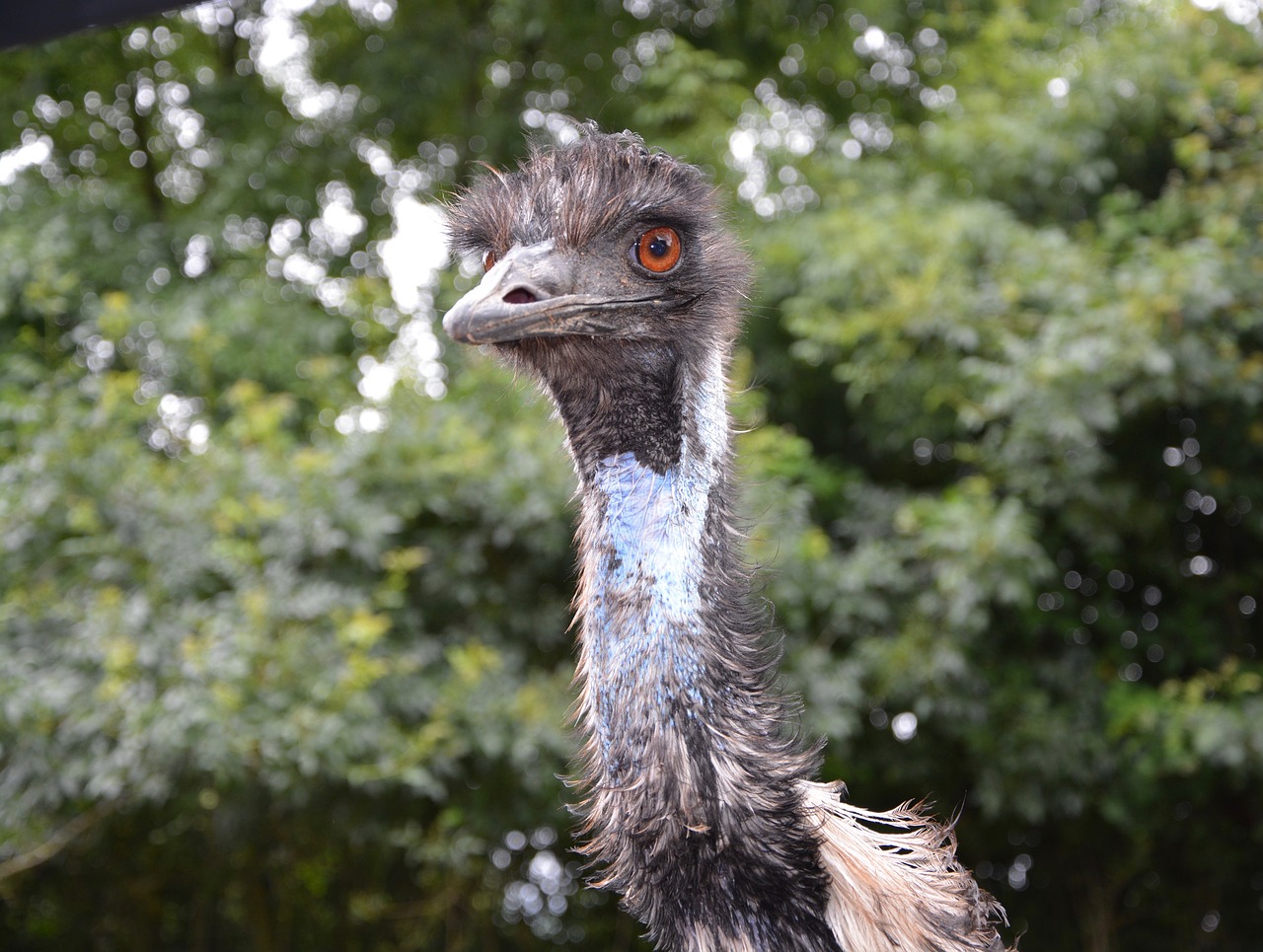 Emu, Didelis Paukštis, Gamta, Fauna, Plumėjimas, Galva, Ornitologija, Emu Australia, Didelis Dydis, Zoologijos Sodas