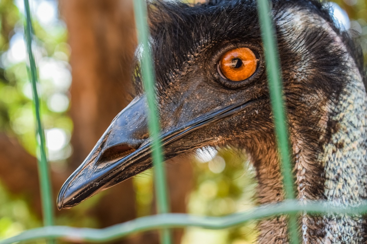 Eps,  Galva,  Akių,  Paukštis,  Zoo,  Gyvūnas,  Portretas,  Veidas,  Ieško,  Už Grotų