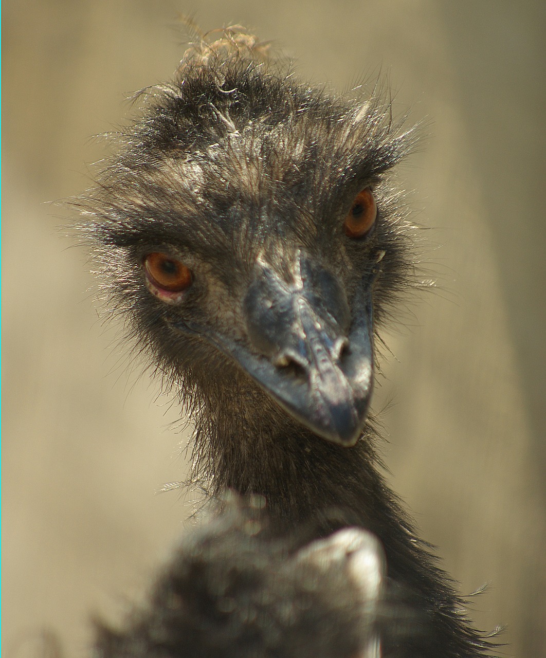 Emu, Portretas, Zoologijos Sodas, Nemokamos Nuotraukos,  Nemokama Licenzija