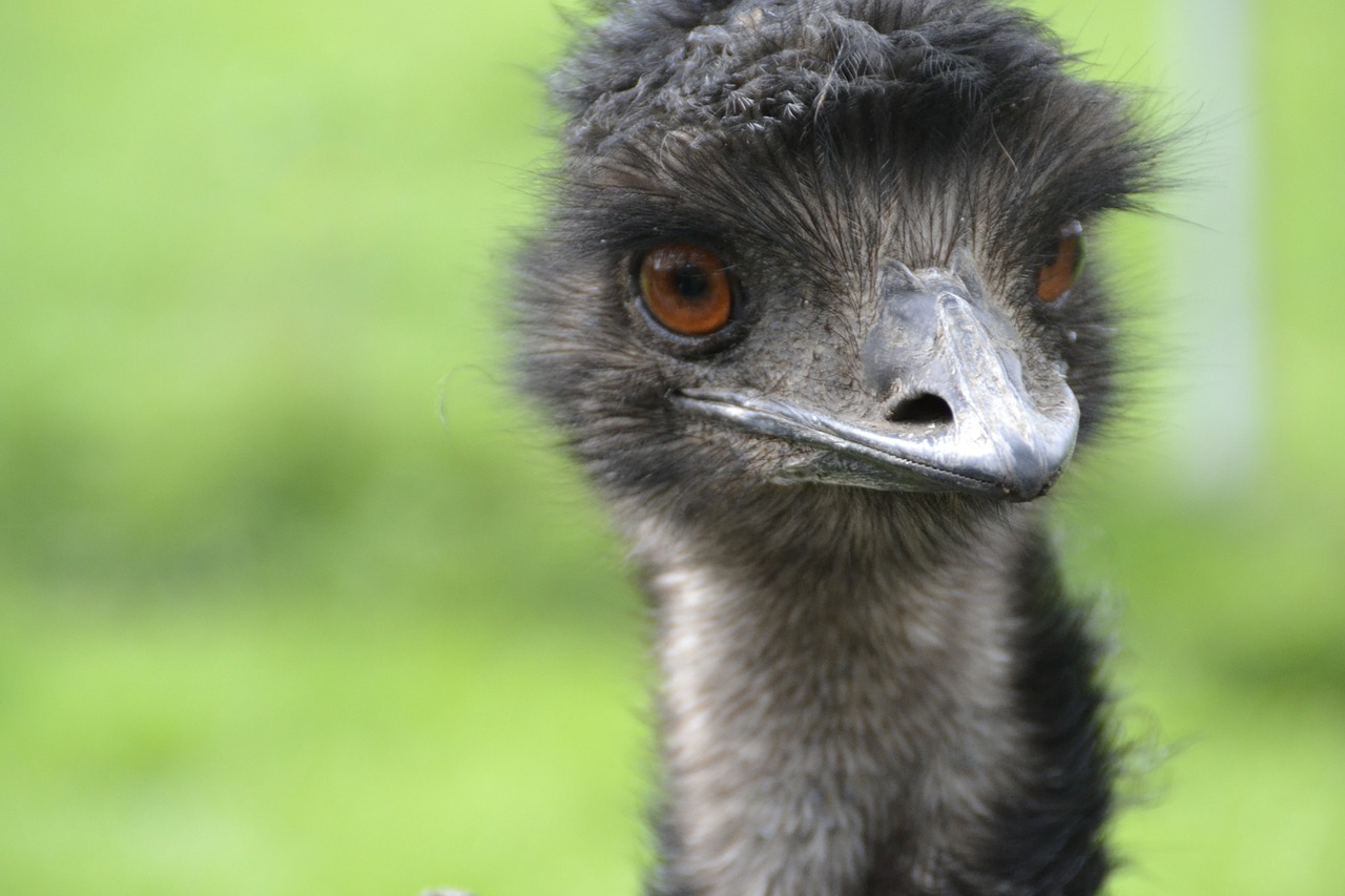 Emu, Naminiai Paukščiai, Strausas, Paleisti, Neskraidantis Paukštis, Paukštis, Paukščių Puokštė, Plunksna, Nemokamos Nuotraukos,  Nemokama Licenzija