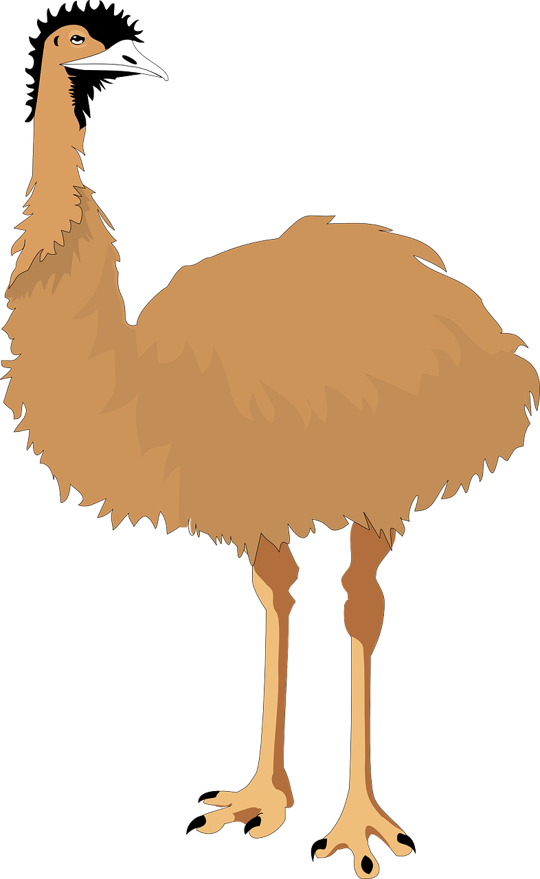 Emu, Skrydis Be Skrydžio, Paukštis, Sparnai, Australia, Kaklas, Žvilgsnis, Nemokama Vektorinė Grafika, Nemokamos Nuotraukos,  Nemokama Licenzija
