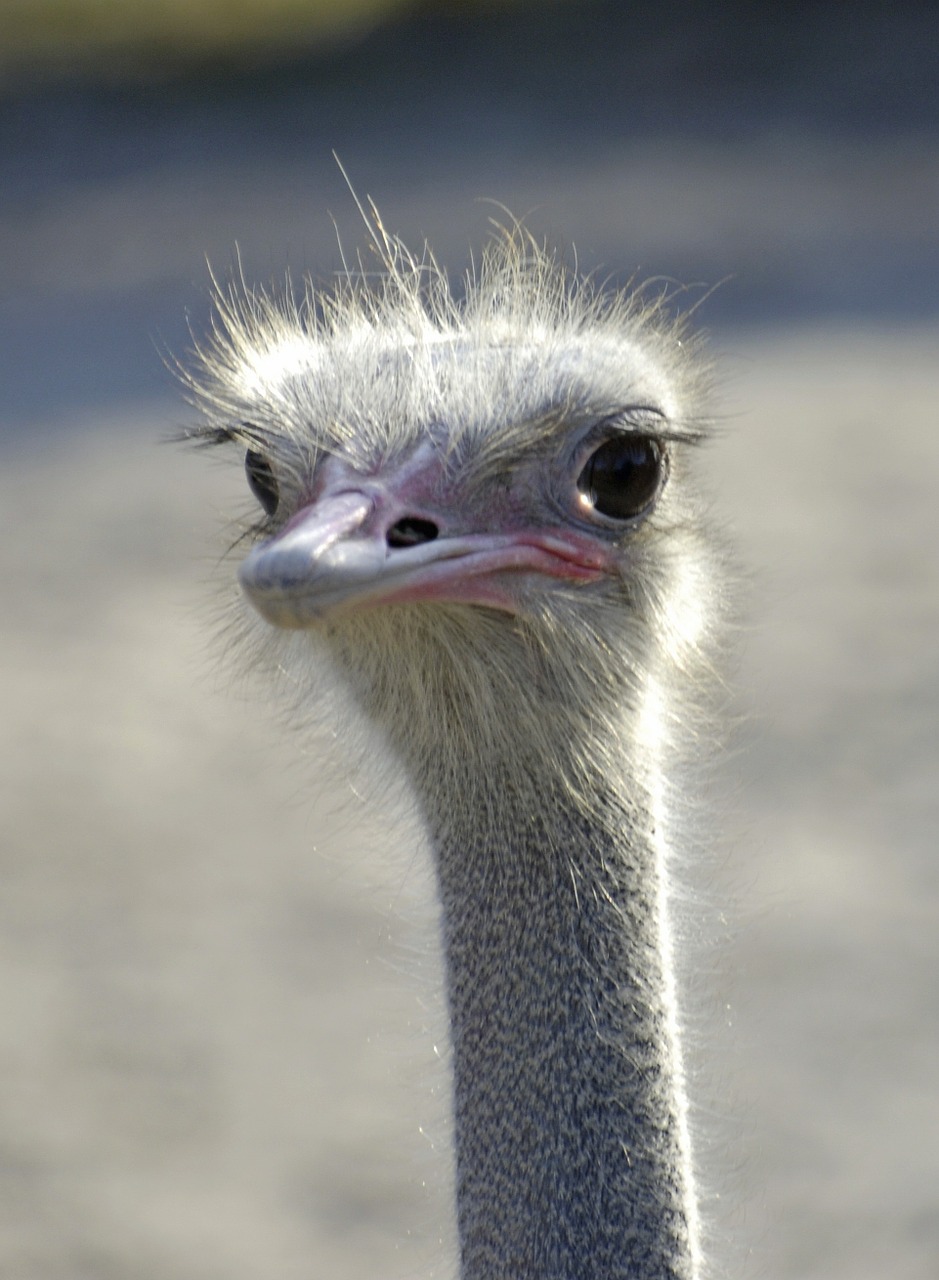 Emu, Emu Galva, Paukštis, Neskraidantis Paukštis, Galva, Gyvūnas, Skrydis Be Lėktuvo Laufvogel, Sąskaitą, Įžūlus, Kaklas