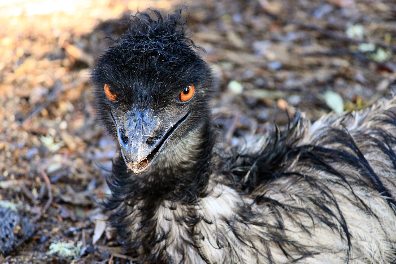 Emu, Akys, Sąskaitą, Paukštis, Gyvūnas, Laukinės Gamtos Fotografija, Portretas, Didelis Emu, Nemokamos Nuotraukos,  Nemokama Licenzija