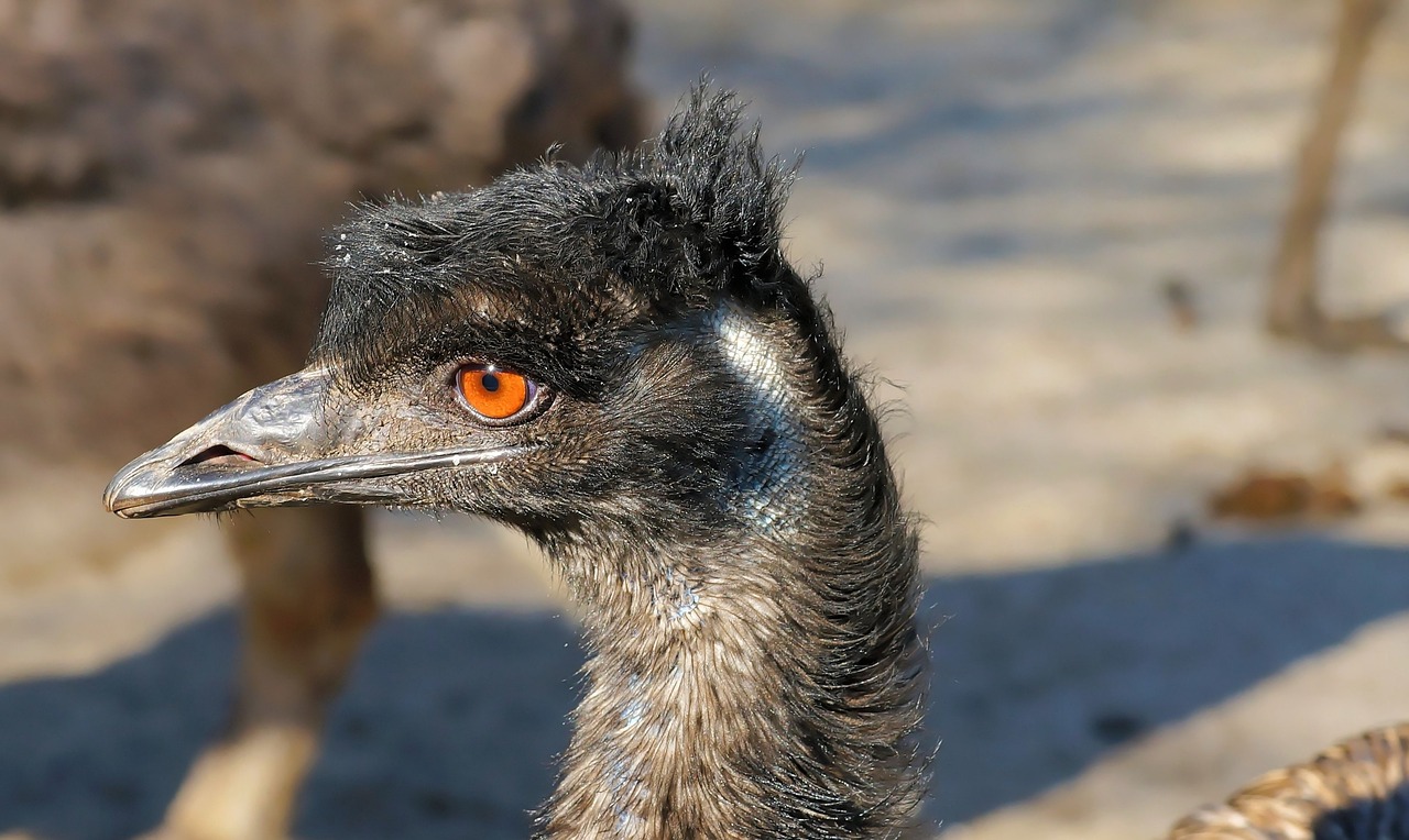 Emu, Neskraidantis Paukštis, Paukštis, Sąskaitą, Galva, Gyvūnas, Skrydis Be Lėktuvo Laufvogel, Didelis Emu, Veidas, Dromaius Novaehollandiae
