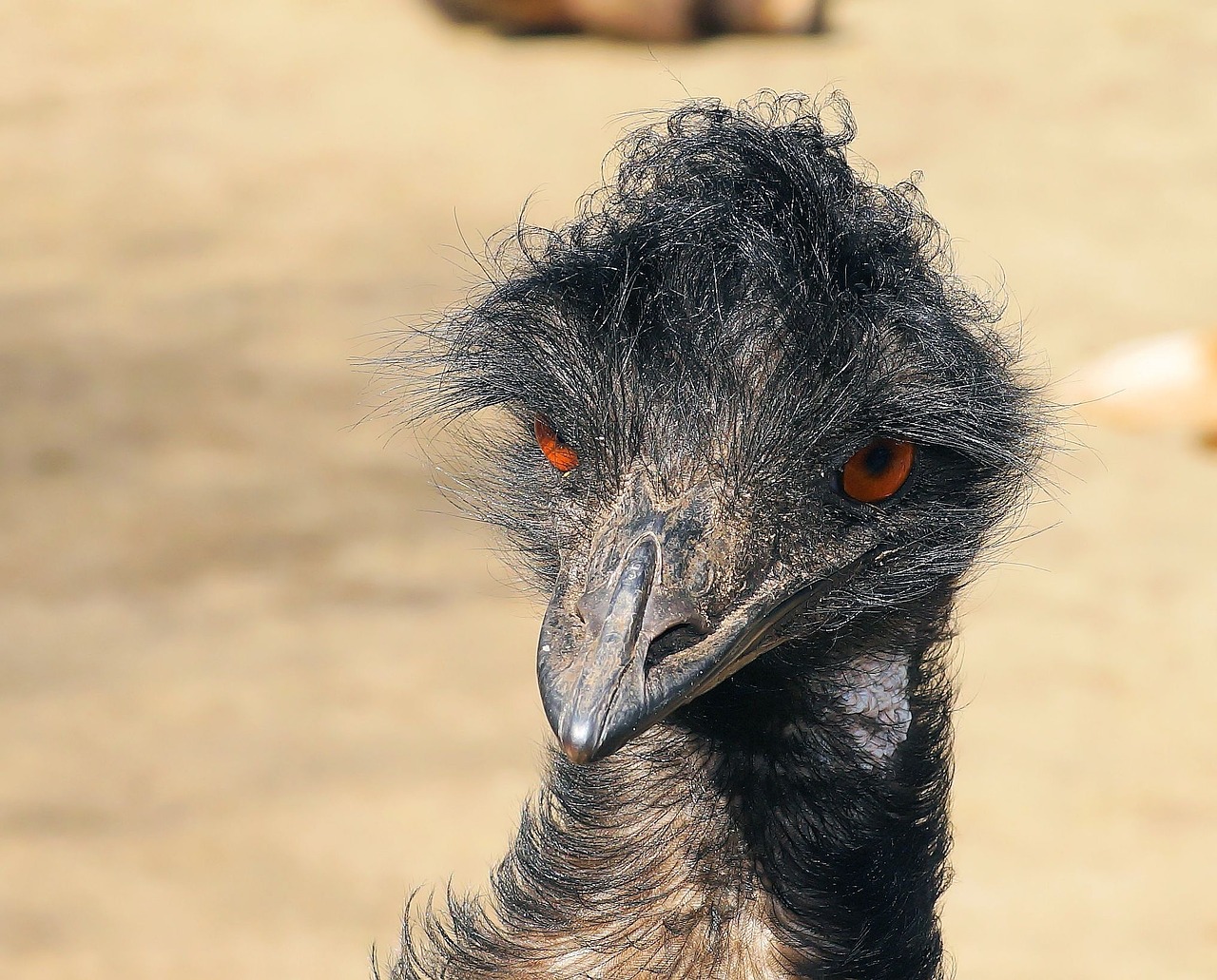 Emu,  Portretas,  Galva,  Sąskaitą,  Neskraidantis Paukštis,  Australia,  Paukštis,  Laukinės Gamtos Fotografija,  Gyvūnų Pasaulis,  Gamta