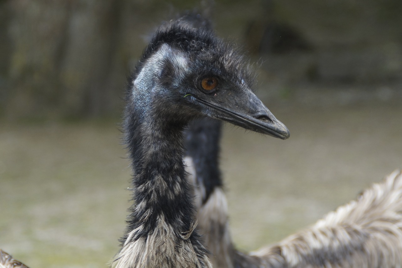 Emu, Neskraidantis Paukštis, Paukštis, Galva, Gyvūnas, Skrydis Be Lėktuvo Laufvogel, Skrydis Be Skrydžio, Laukinės Gamtos Fotografija, Portretas, Didelis Paukštis