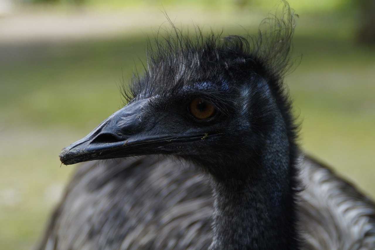 Emu, Neskraidantis Paukštis, Portretas, Gyvūnų Portretas, Paukštis, Sąskaitą, Galva, Gyvūnas, Skrydis Be Lėktuvo Laufvogel, Didelis Emu