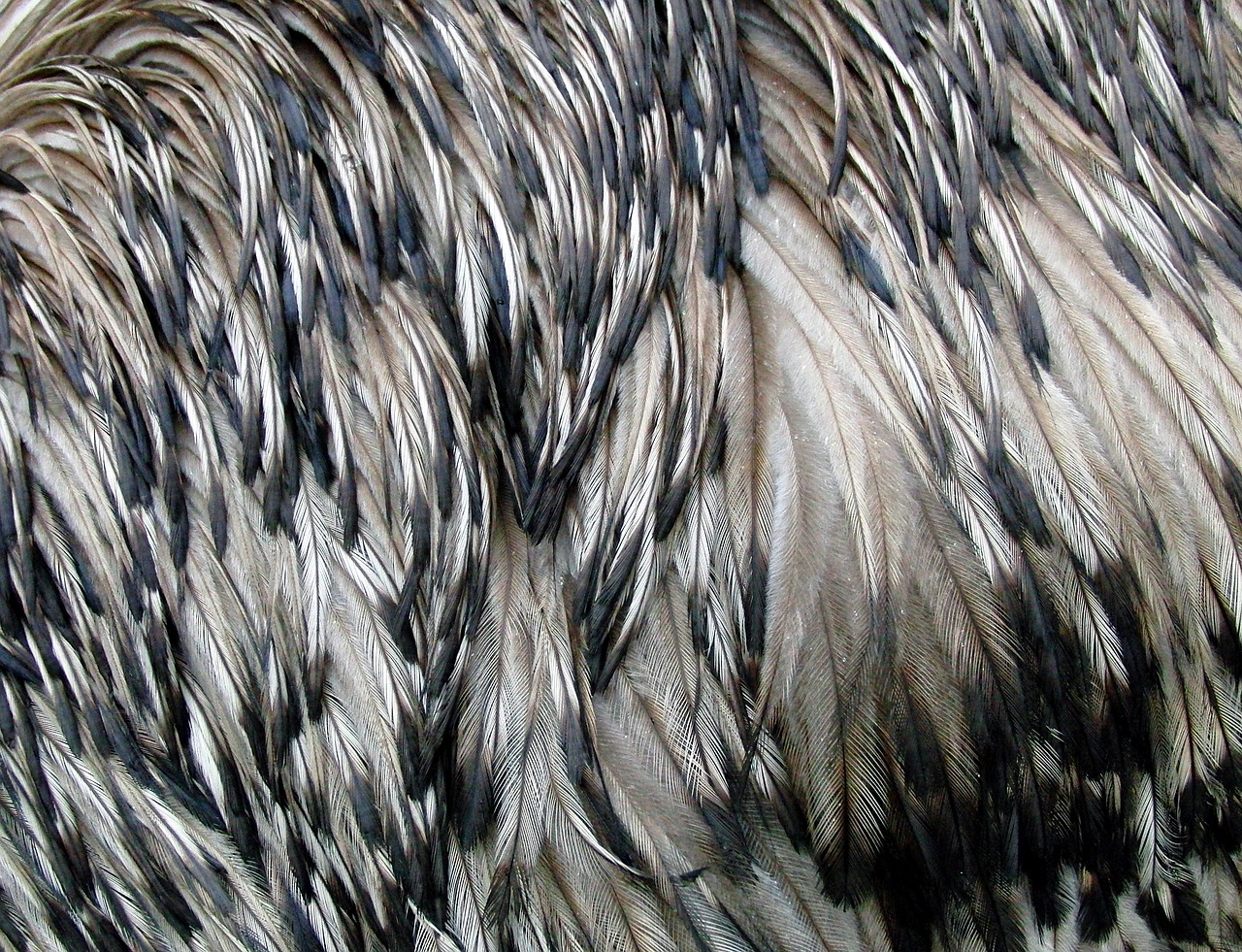 Emu Plunksnos, Stručio Emu, Paukštis, Plunksnos Rasės, Gyvūnas, Nemokamos Nuotraukos,  Nemokama Licenzija
