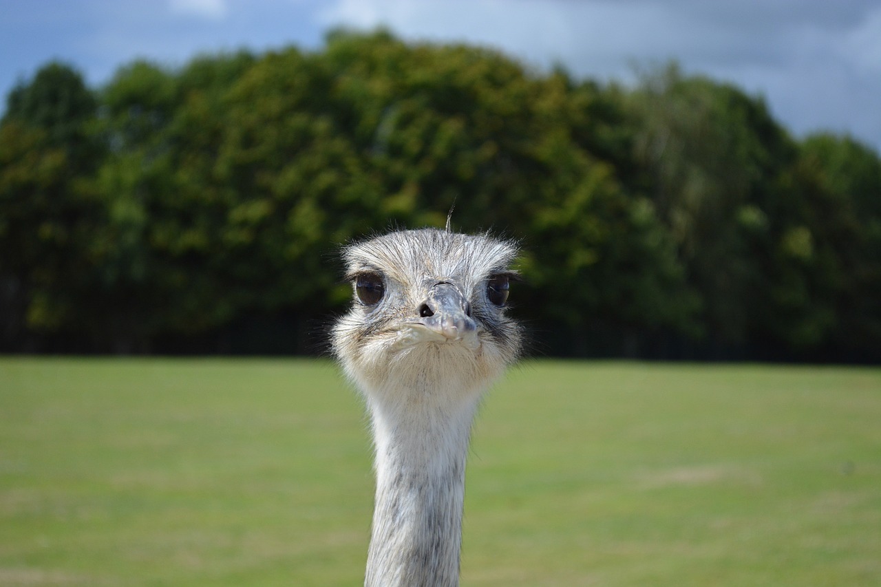 Emu Zoo, Galva, Gyvūnai, Gyvūnas, Nemokamos Nuotraukos,  Nemokama Licenzija