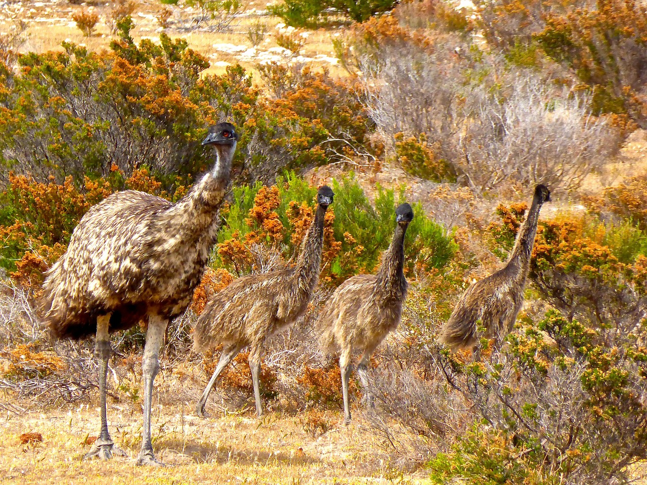 Emu, Paukščiai, Skrydis Be Skrydžio, Australia, Didelis, Australian, Laukinė Gamta, Gamta, Didelis, Novaehollandiae