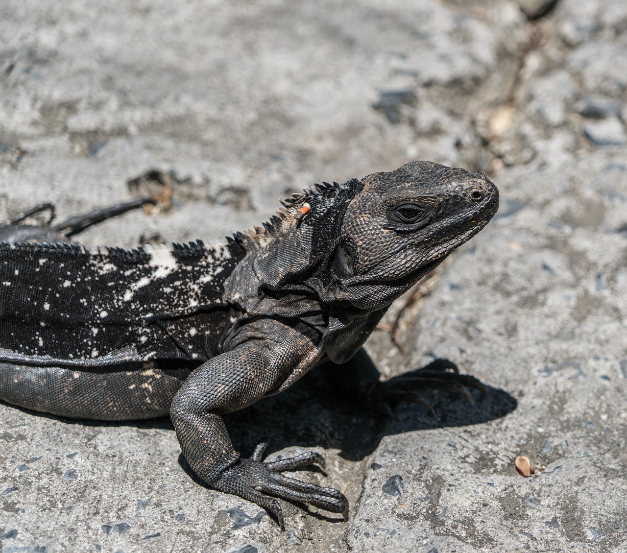 Nykstantis,  Juoda Iguana,  Iš Arti,  Driežas,  Ropliai,  Gamta,  Laukinė Gamta,  Gyvūnas,  Atogrąžų,  Be Honoraro Mokesčio