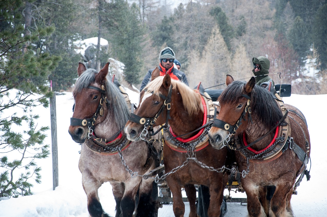 Engadine, Skaidrių, Žiemos Peizažas, Arkliai, Nemokamos Nuotraukos,  Nemokama Licenzija