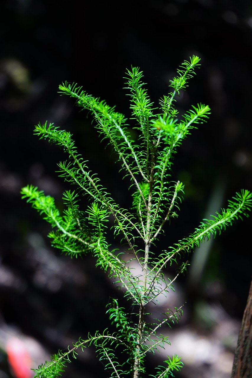 Variklis, Medžio Sveikata, Erica Arborea, Virėja, Erica, Žalia Virškėlis, Ericaceae, Žalias, Bäumchen, Anaga Landschaftspark