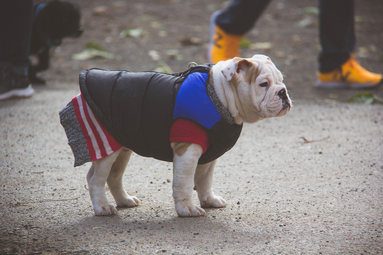 Anglų Buldogas, Šuniukas, Džemperis, Šunų Parkas, Nemokamos Nuotraukos,  Nemokama Licenzija