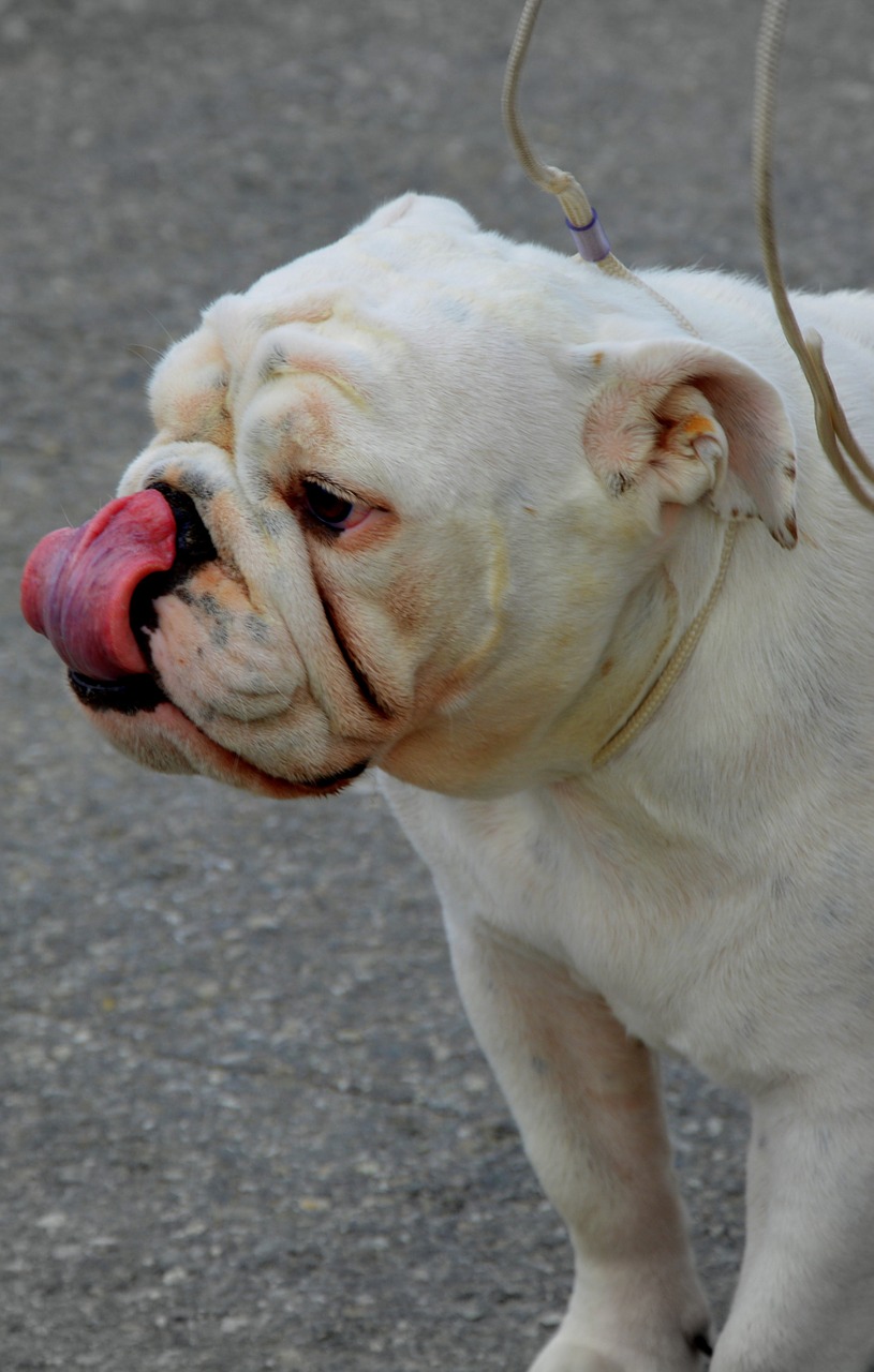 Anglų Buldogas, Šuo, Veislė, Grynos Veislės, Buldogas, Anglų, Naminis Gyvūnėlis, Gyvūnas, Balta, Šunys