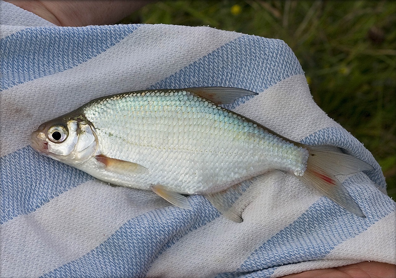 Anglų Gėlavandenės Žuvys, Žvejyba, Lašiša, Šiurkštus, Žvejyba, Užsikabinęs, Laukinė Gamta, Laukiniai, Gėlo Vandens, Nemokamos Nuotraukos