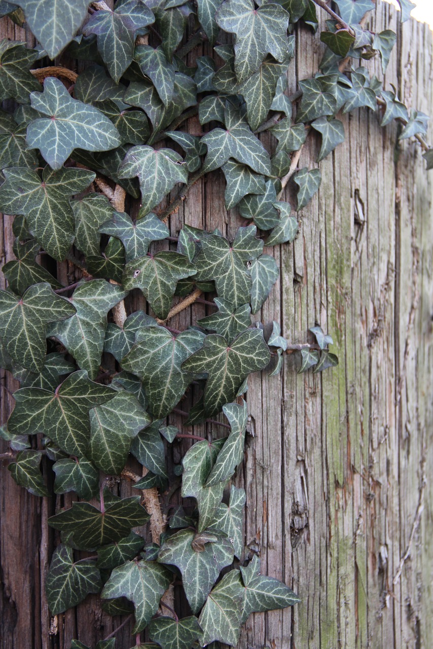 Anglų Ivy, Ivy Vynmedis, Alpinizmas, Creeper, Žalias, Sodrus, Natūralus, Nemokamos Nuotraukos,  Nemokama Licenzija