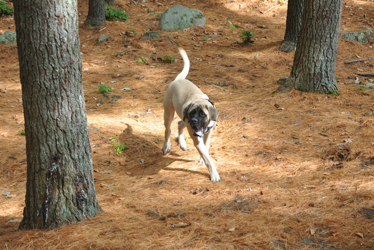 Anglų Mastifas, Mastifas, Šuo, English-Mastiff, Gyvūnai, Fauna, Grynakraujis, Veidas, Kilmės, Didelis