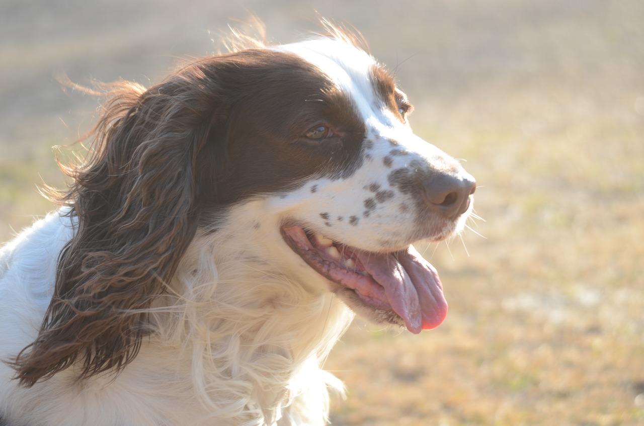 English Springer Spaniel, Spanielis, Springeris, Šuo, Grynakraujis, Anglų, Portretas, Galva, Laimė, Naminis Gyvūnėlis