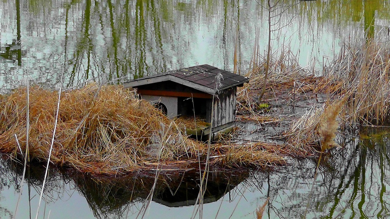 Entenhaus, Aviary, Ežeras, Vanduo, Namai, Nemokamos Nuotraukos,  Nemokama Licenzija