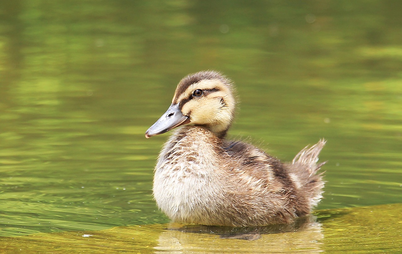 Entenjunges, Ducky, Naminiai Paukščiai, Padaras, Gyvūnų Pasaulis, Gyvūnas, Vandens Paukštis, Vanduo, Paukštis, Gamta