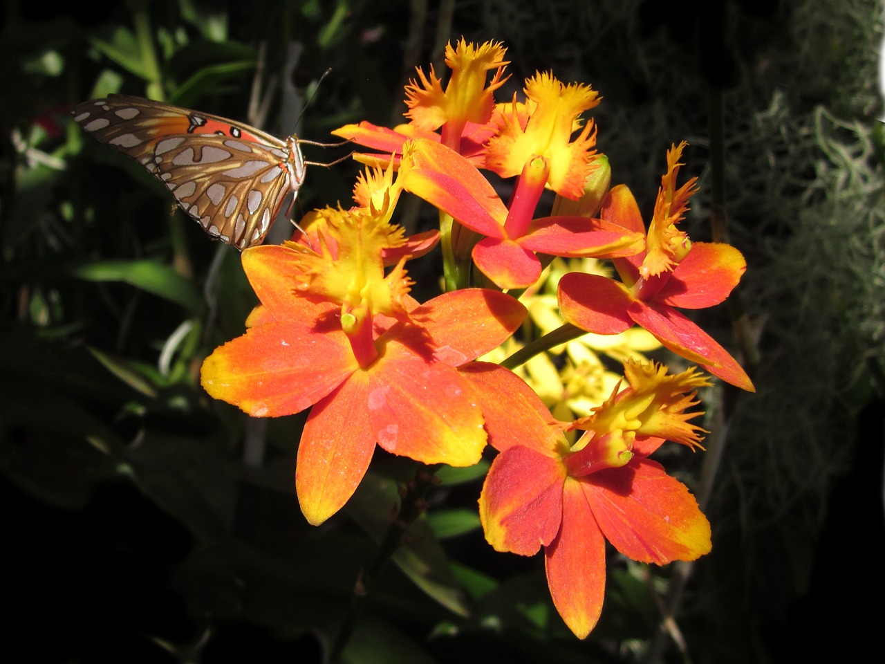 Epidandrum, Drugelis, Orchidėja, Oranžinė, Hawaii, Atogrąžų, Gėlė, Botanikos, Nemokamos Nuotraukos,  Nemokama Licenzija