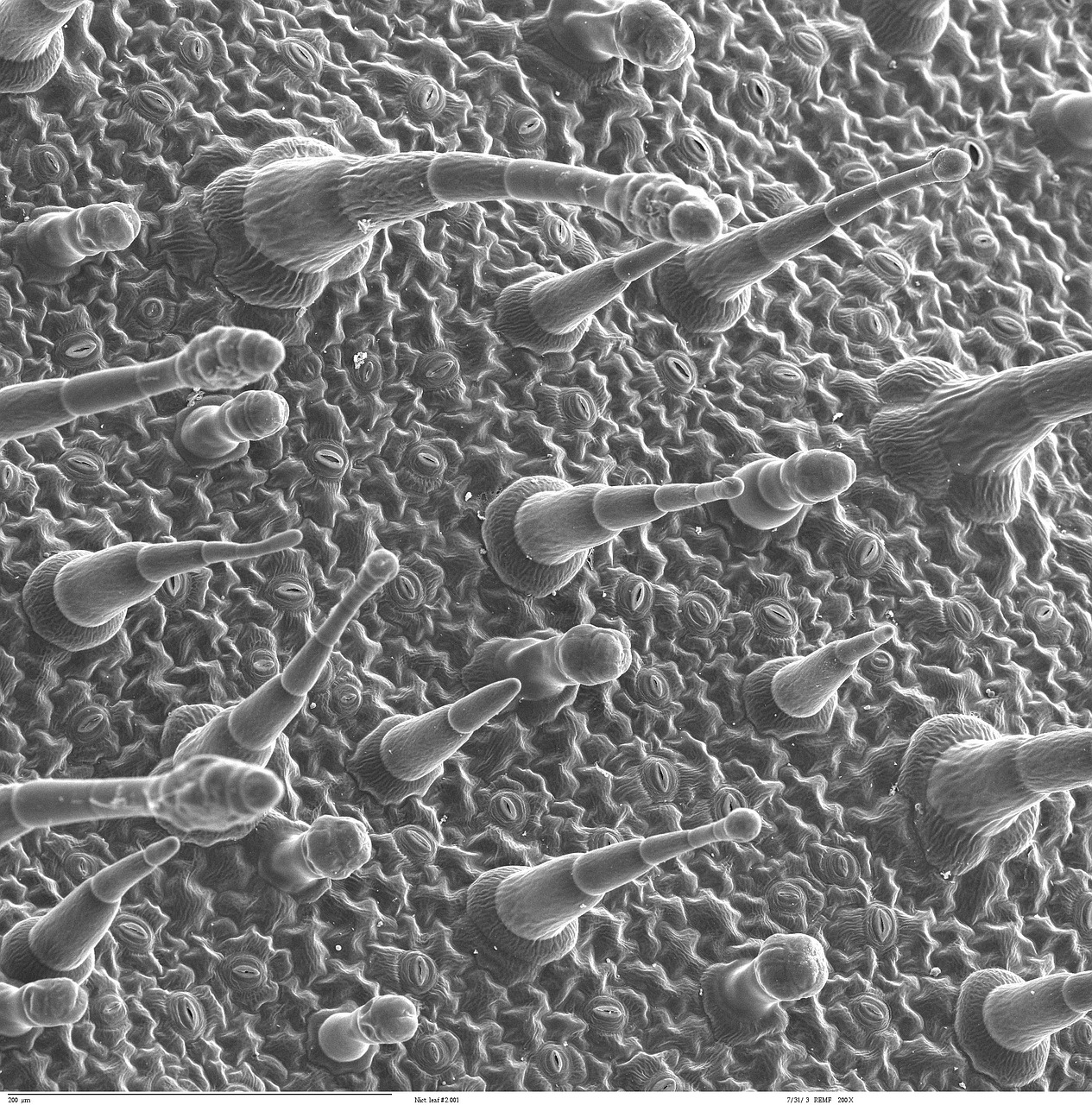 Epidermis, Lapai, Elektronų Mikroskopija, Elektronų Mikrografas, Mokslas, Didinimas, Detalės, Poros, Nemokamos Nuotraukos,  Nemokama Licenzija